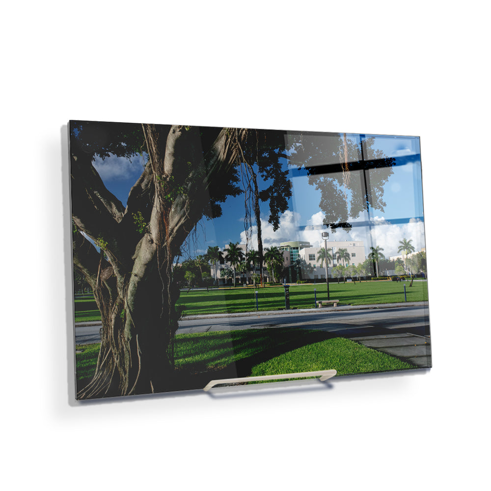 Florida Atlantic Owls - Banyan Tree - College Wall Art #Canvas