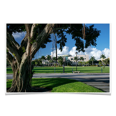 Florida Atlantic Owls - Banyan Tree - College Wall Art #Poster