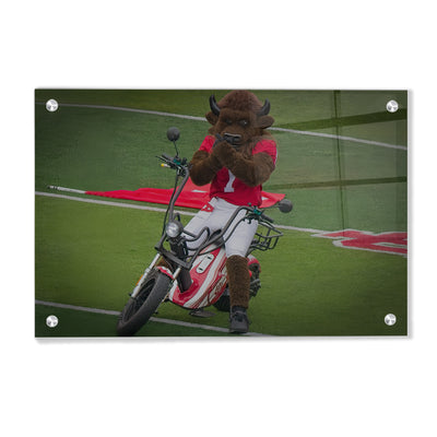 Indiana Hoosiers - Hoosier the Bison Easy Rider - College Wall Art #Acrylic
