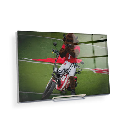 Indiana Hoosiers - Hoosier the Bison Easy Rider - College Wall Art #Acrylic Mini