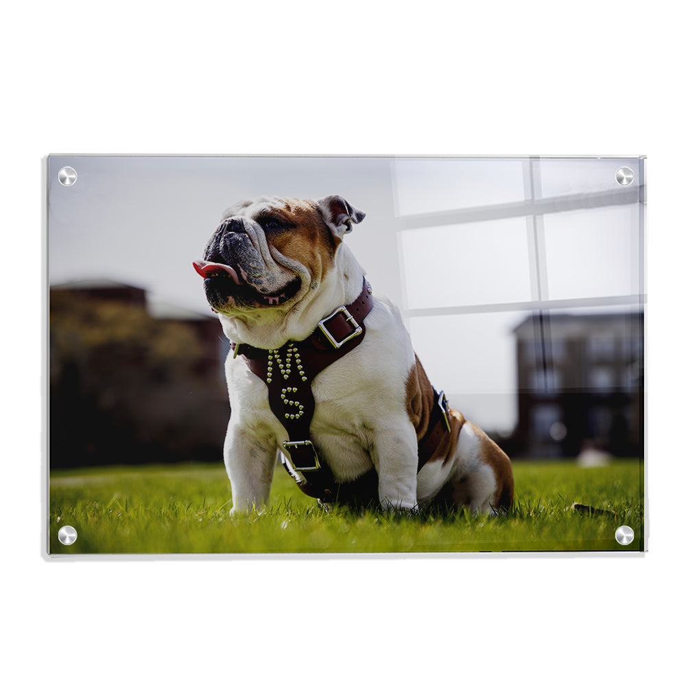 Mississippi State Bulldogs - Bully XXII Day - College Wall Art #Canvas