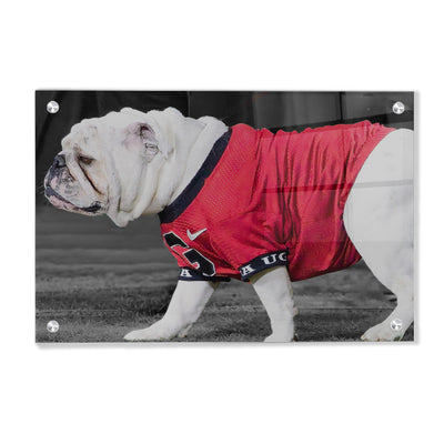 Georgia Bulldogs - Uga XI - College Wall Art #Acrylic