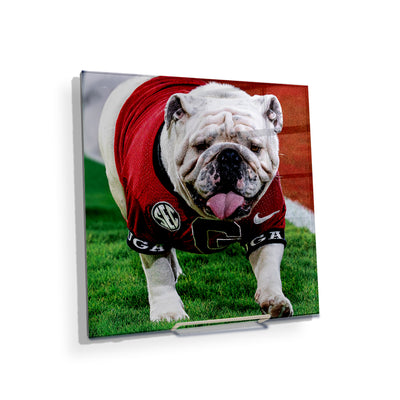 Georgia Bulldogs - Uga XI Boom - College Wall Art #Acrylic Mini