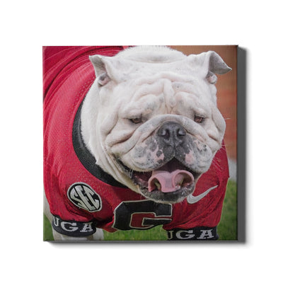Georgia Bulldogs - Boom's Curled Tongue - College Wall Art #Canvas