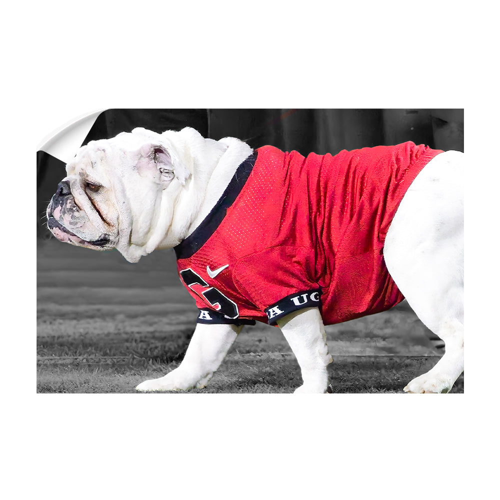 Georgia Bulldogs - Uga XI - College Wall Art #Canvas