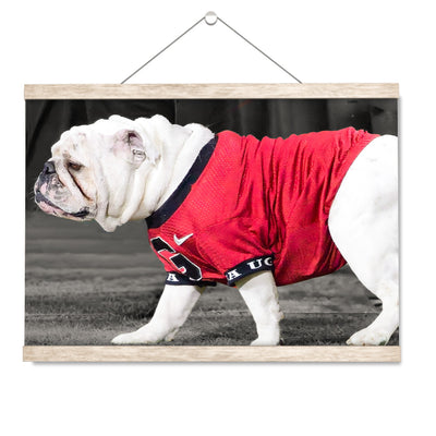 Georgia Bulldogs - Uga XI - College Wall Art #Hanging Canvas