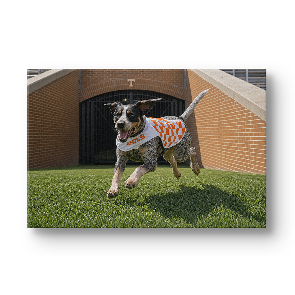 Tennessee Volunteers - Smokey XII - College Wall Art #Canvas