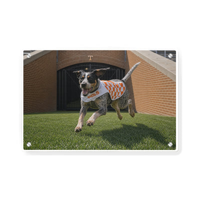 Tennessee Volunteers - Smokey XII - College Wall Art #Metal