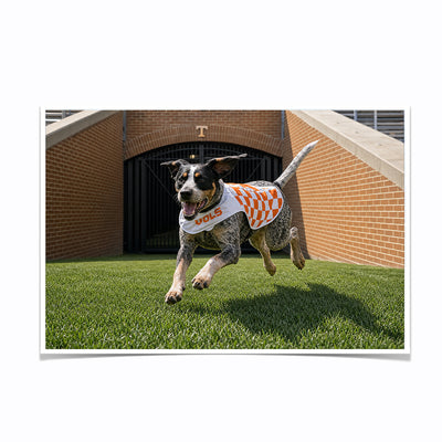 Tennessee Volunteers - Smokey XII - College Wall Art #Poster