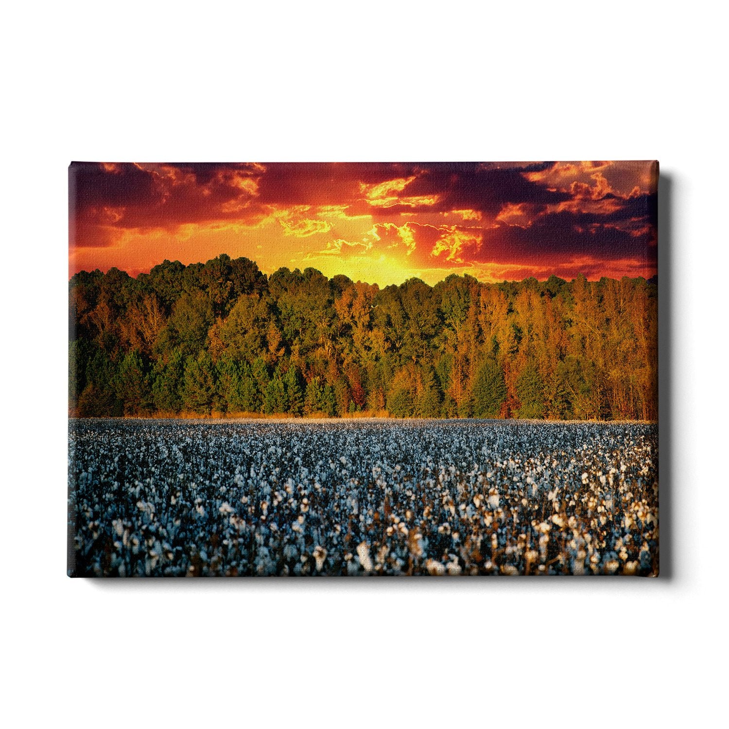 Cotton Field -College Wall Art #Canvas