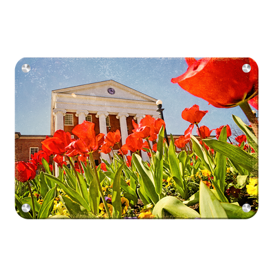 Ole Miss Rebels - Lyceum Grand Tulip Paint - College Wall Art #Metal