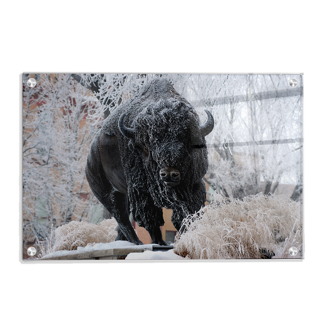 North Dakota State Bisons - Bison Snow - College Wall Art #Canvas