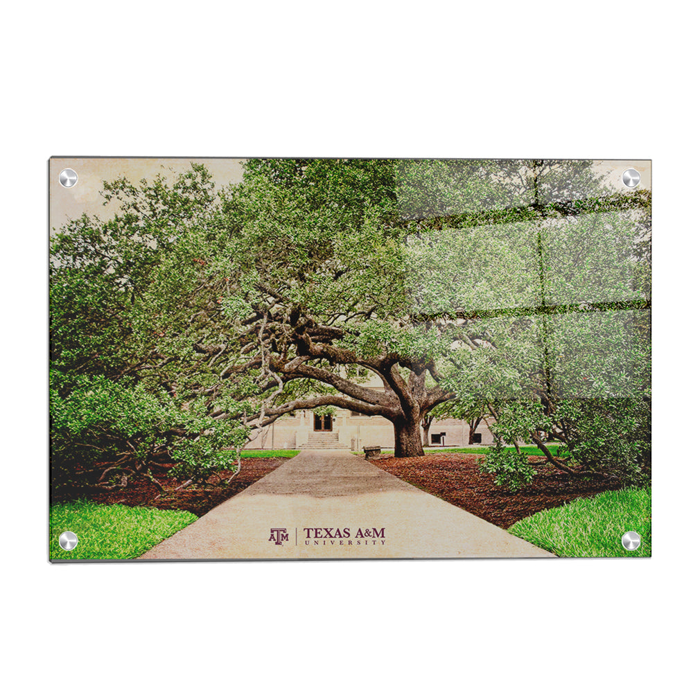 Texas A&M - Century Tree - College Wall Art - College Wall Art #Canvas