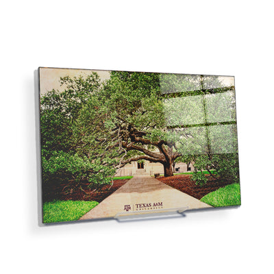 Texas A&M - Century Tree - College Wall Art - College Wall Art #Acrylic Mini