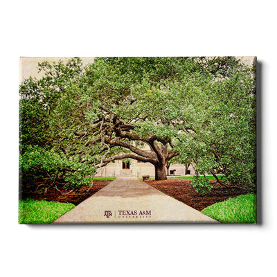 Texas A&M - Century Tree - College Wall Art - College Wall Art #Canvas