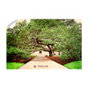 Texas A&M - Century Tree - College Wall Art - College Wall Art #Wall Decal