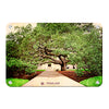 Texas A&M - Century Tree - College Wall Art - College Wall Art #Metal