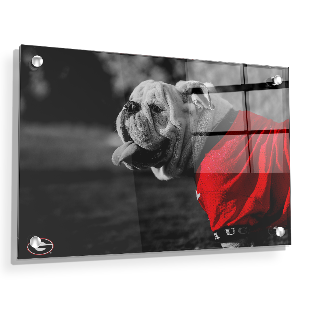 Georgia Bulldogs - Uga Poised - College Wall Art #Canvas