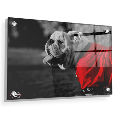 Georgia Bulldogs - Uga Poised - College Wall Art #Acrylic