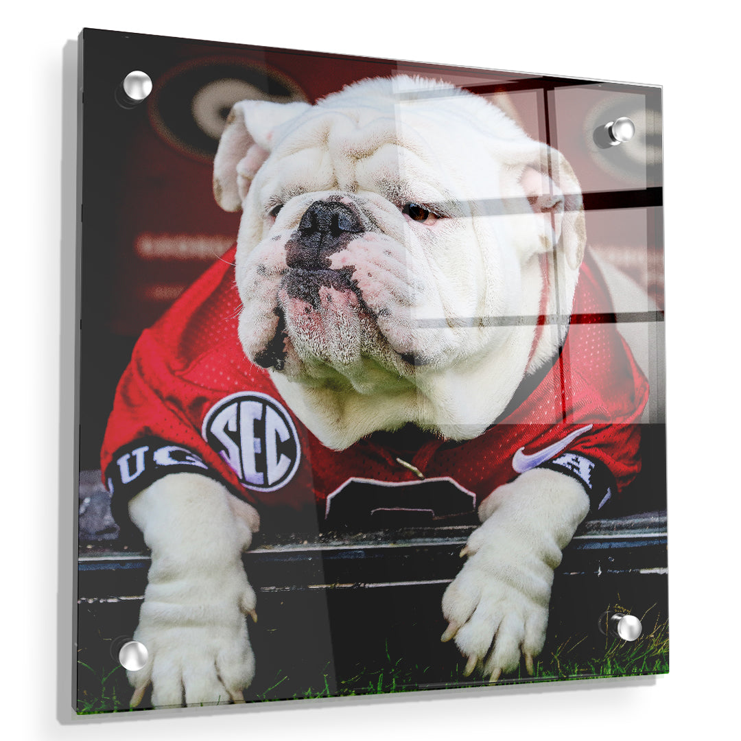 Georgia Bulldogs - Uga Chillin - College Wall Art #Canvas