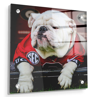 Georgia Bulldogs - Uga Chillin - College Wall Art #Acrylic