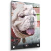 Georgia Bulldogs - Uga Portrait - College Wall Art #Acrylic