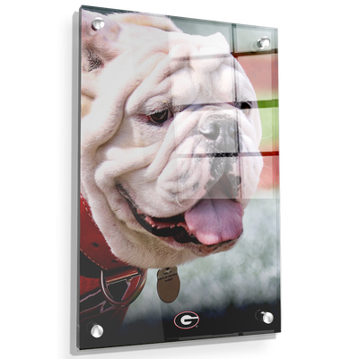 Georgia Bulldogs - Uga Portrait - College Wall Art #Acrylic