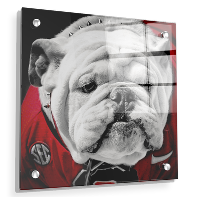 Georgia Bulldogs - Uga Close Up - College Wall Art #Acrylic