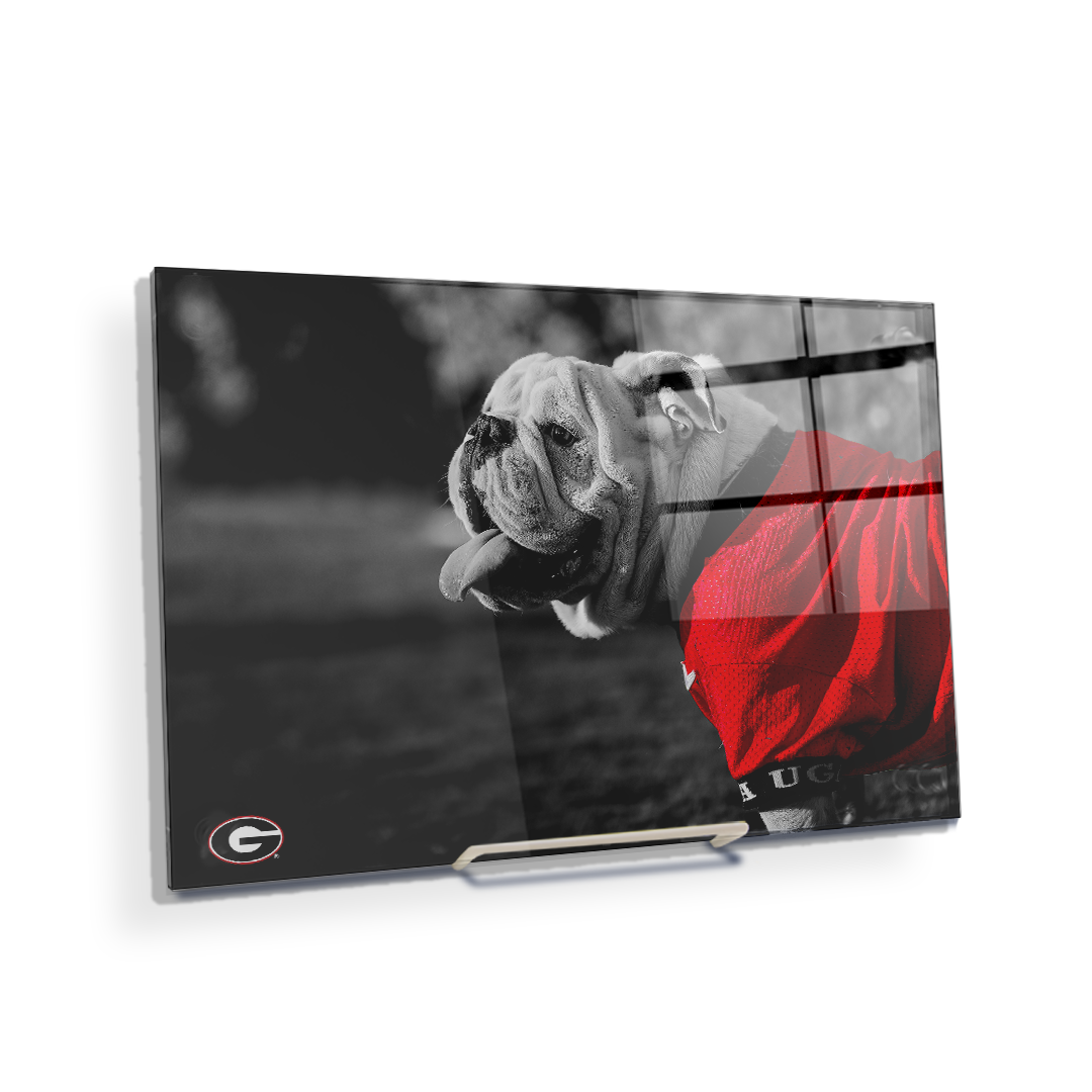 Georgia Bulldogs - Uga Poised - College Wall Art #Canvas