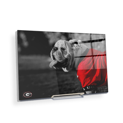 Georgia Bulldogs - Uga Poised - College Wall Art #Acrylic Mini