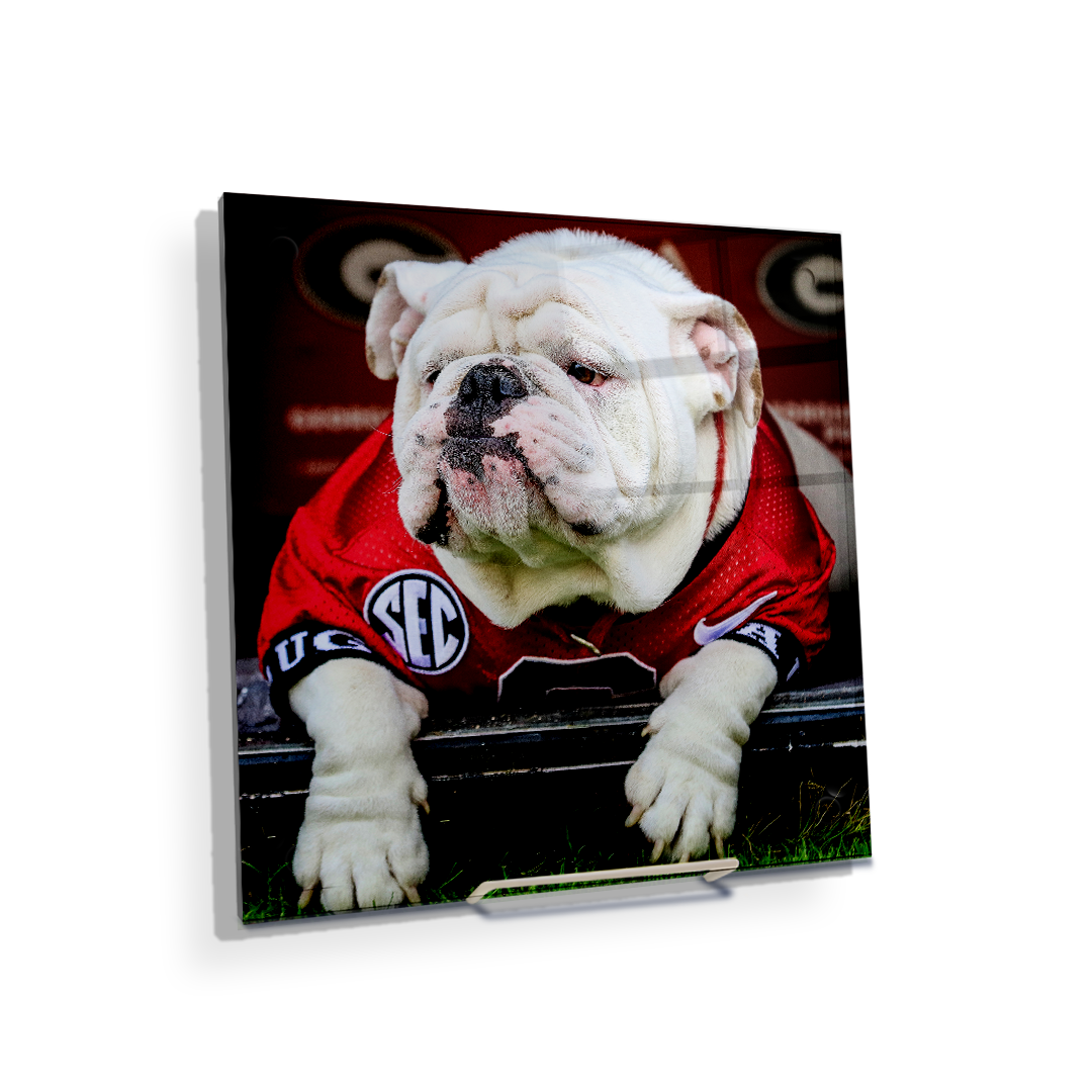 Georgia Bulldogs - Uga Chillin - College Wall Art #Canvas