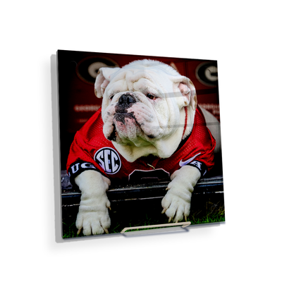 Georgia Bulldogs - Uga Chillin - College Wall Art #Acrylic Mini