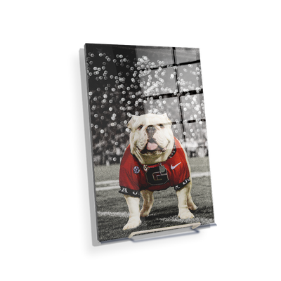 Georgia Bulldogs - Uga Under the Lights - College Wall Art #Acrylic Mini