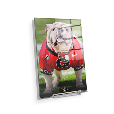 Georgia Bulldogs - Uga Poised II - College Wall Art #Acrylic Mini