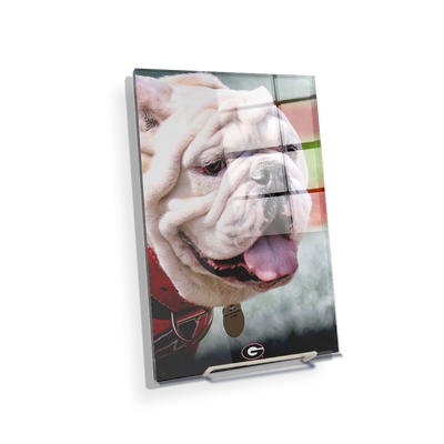 Georgia Bulldogs - Uga Portrait - College Wall Art #Acrylic Mini