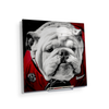 Georgia Bulldogs - Uga Close Up - College Wall Art #Acrylic Mini