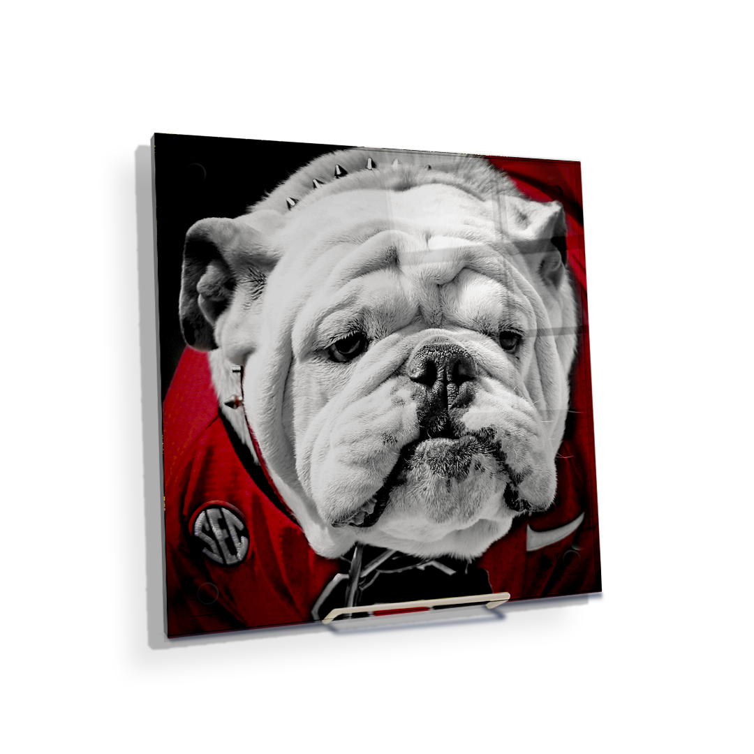 Georgia Bulldogs - Uga Close Up - College Wall Art #Canvas