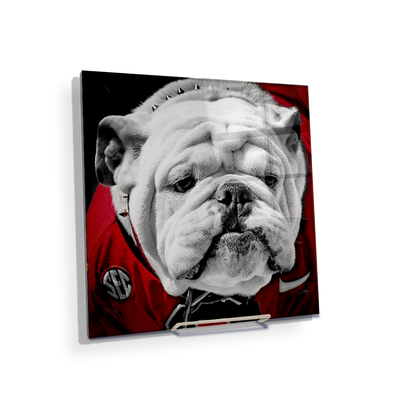 Georgia Bulldogs - Uga Close Up - College Wall Art #Acrylic Mini