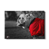 Georgia Bulldogs - Uga Poised - College Wall Art #Canvas