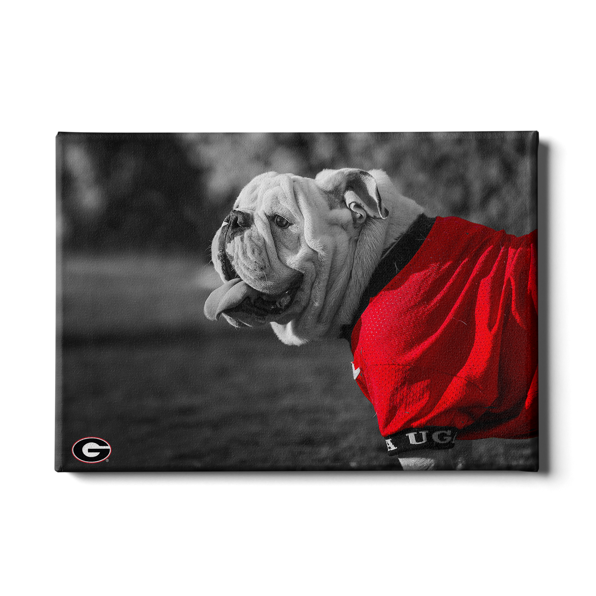 Georgia Bulldogs - Uga Poised - College Wall Art #Canvas