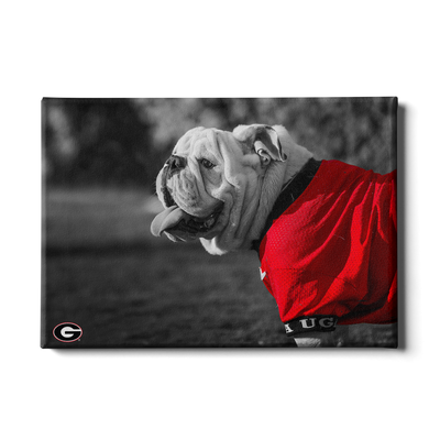 Georgia Bulldogs - Uga Poised - College Wall Art #Canvas