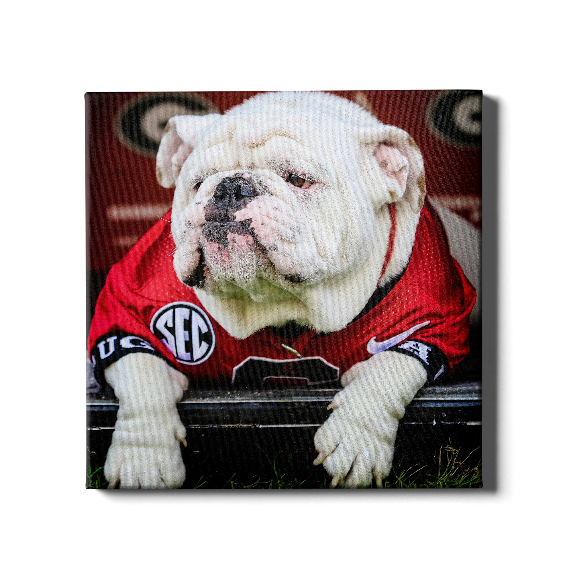 Georgia Bulldogs - Uga Chillin - College Wall Art #Canvas