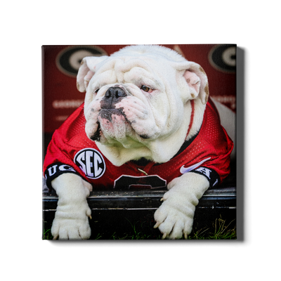 Georgia Bulldogs - Uga Chillin - College Wall Art #Canvas