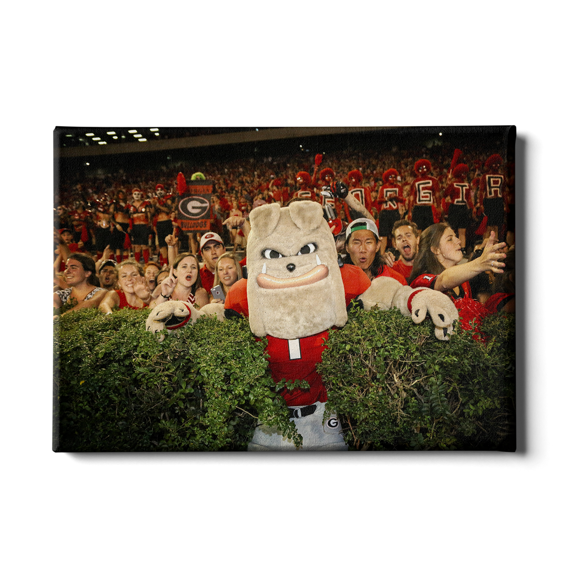 Georgia Bulldogs - Hairy in the Hedges - College Wall Art #Canvas