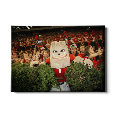 Georgia Bulldogs - Hairy in the Hedges - College Wall Art #Canvas