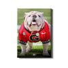 Georgia Bulldogs - Uga Poised II - College Wall Art #Canvas