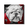 Georgia Bulldogs - Uga Close Up - College Wall Art #Canvas