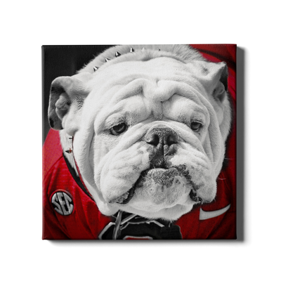 Georgia Bulldogs - Uga Close Up - College Wall Art #Canvas