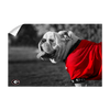 Georgia Bulldogs - Uga Poised - College Wall Art #Wall Decal