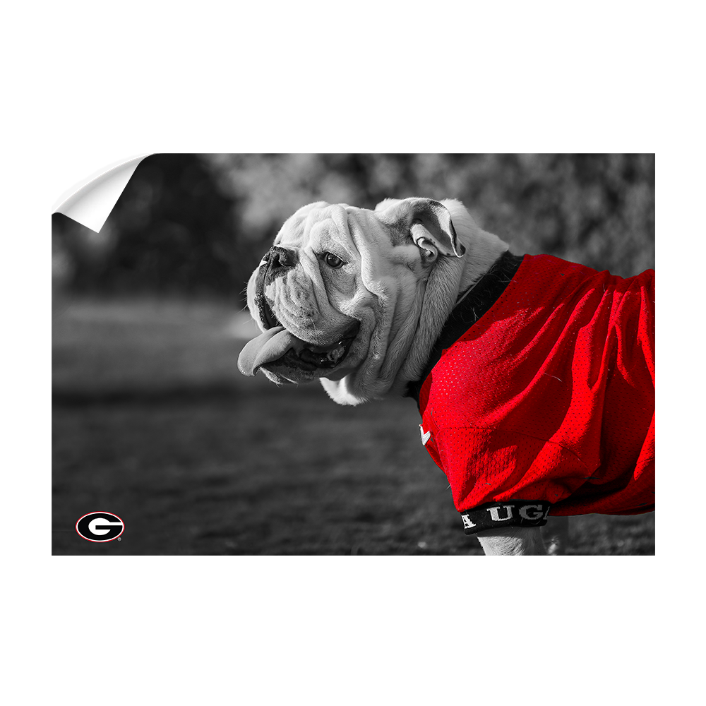 Georgia Bulldogs - Uga Poised - College Wall Art #Canvas